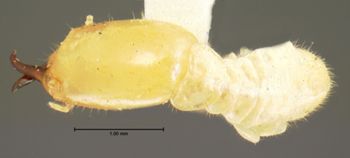 Media type: image;   Entomology 6491 Aspect: habitus dorsal view